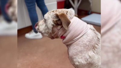 Video: Conoce al perro que arriesgó su vida para salvar a su familia