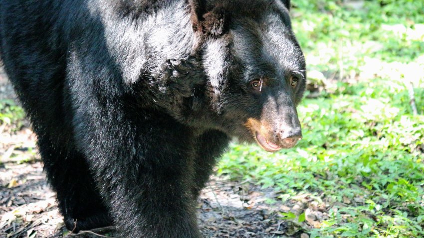 A large predator, the wild black bear lurking through the grass of Florida