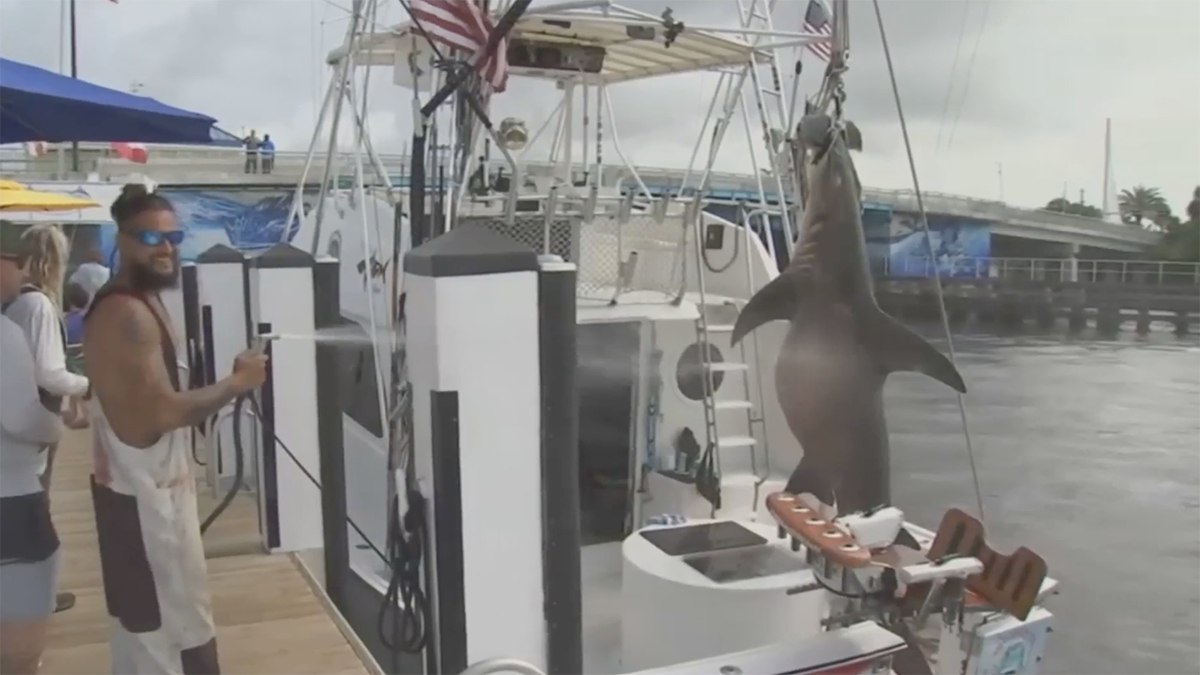‘Experiencia única’: Captura un tiburón martillo gigante en su despedida de  soltero, image size:1200x675
