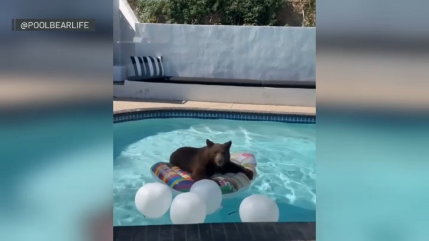 A bear enjoys the use of a floating device in a pool in Monrovia on Thursday, June 27, 2024.