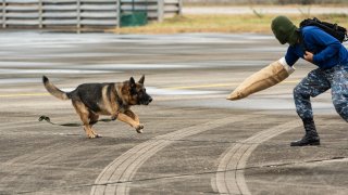 El departamento exige que las unidades K-9 completen al menos 320 horas de entrenamiento al año y que los adiestradores se sometan a pruebas de bienestar físico y psicológico. (Foto de archivo)