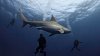 Advierten sobre tiburones en playas de Florida tras ataques recientes