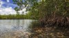 Evite estas tres playas del sur de Florida: emiten un aviso por baja calidad del agua