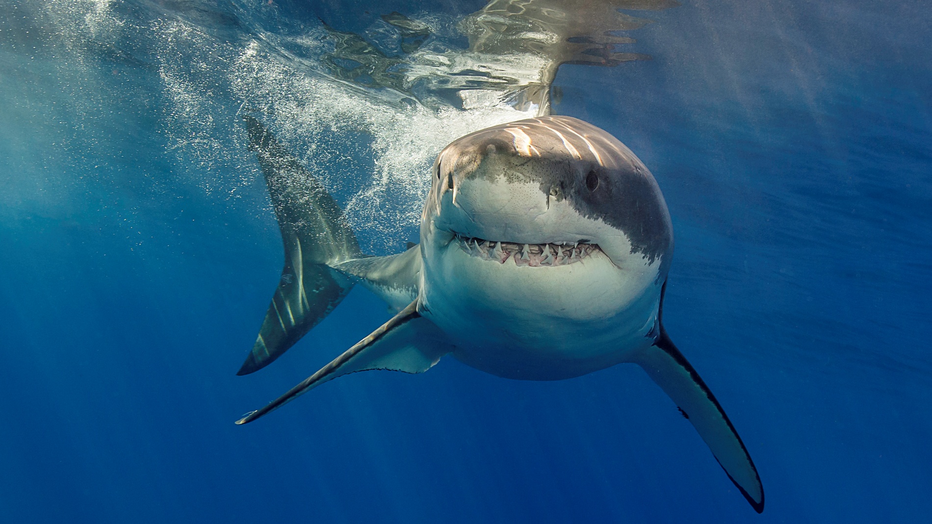 Se dispara un 600% la población de tiburones en el Golfo de México