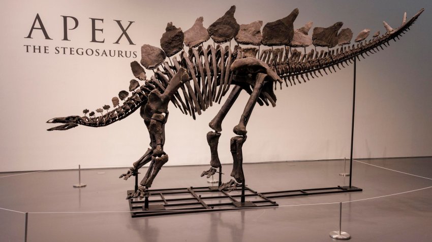 Esqueleto de dinosaurio Apex se vende por 44,6 millones, el precio más caro de la historia