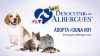 ‘Desocupar los Albergues’, la campaña de donación y adopción de mascotas, celebra diez años