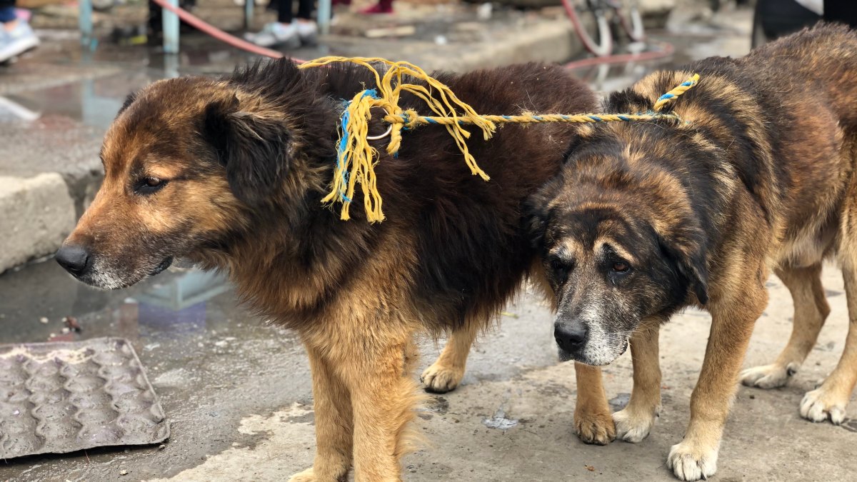 cuánto tiempo mantienen los perros en los refugios de animales