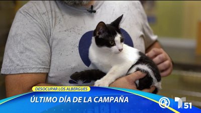 Desocupar los albergues: Estos gatos necesitan de ti