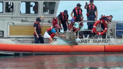 Tortuga gigante es liberada en los Cayos de Florida tras su rescate