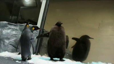 Por “glotón”: un pingüino se roba el show en zoológico de Australia