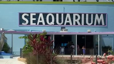 Seaquarium no será desalojado de inmediato