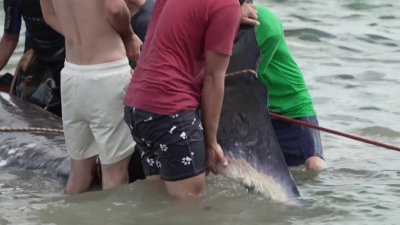 Una ballena encalla y muere en la costa norte de Cuba