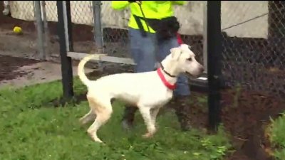 Refugio de animales pide ayuda ante temor de inundaciones