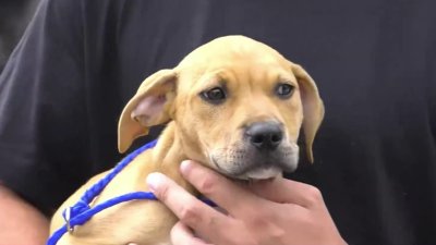 Evento de adopción masiva de mascotas en Miami-Dade