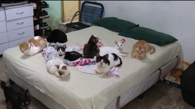 Refugio de mascotas colapsados en Cuba