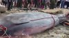 “Yo nunca había visto una”: ballena encalla y muere en playa de Cuba