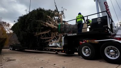 La conmovedora historia detrás del árbol de Navidad que adornará el Rockefeller Center de Nueva York