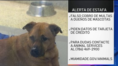 Alerta de estafa contra dueños de mascotas 