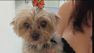 Devuelven perrita que se habían llevado en Hialeah