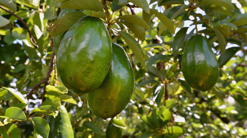 Donnie avocados hang from a tree during harvest at Acosta Farms in Princeton, Florida, U.S., on Thursday, July 24, 2014. Acosta Farms, a sister company of New Limeco LLC, harvests over 100,000-pounds of avocados per day and ships more than 400,000 bushels per growing season. Photographer: Mark Elias/Bloomberg via Getty Images