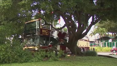 Tour bus hits tree outside Bayside Marketplace