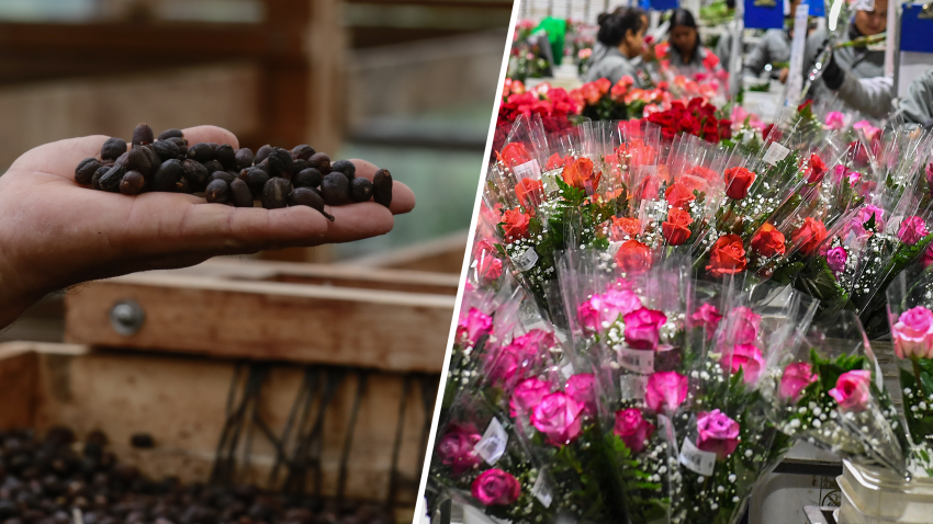 (Foto de la derecha - Una trabajadora envuelve rosas el Día de San Valentín, en una finca de flores en Tabio, departamento de Cundinamarca, Colombia, el 01 de febrero de 2018). (A la izquierda - foto de granos de café colombiano).