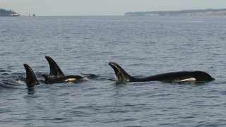 El Centro de Investigación de Ballenas sigue de cerca a un grupo ballenas con sus crías.