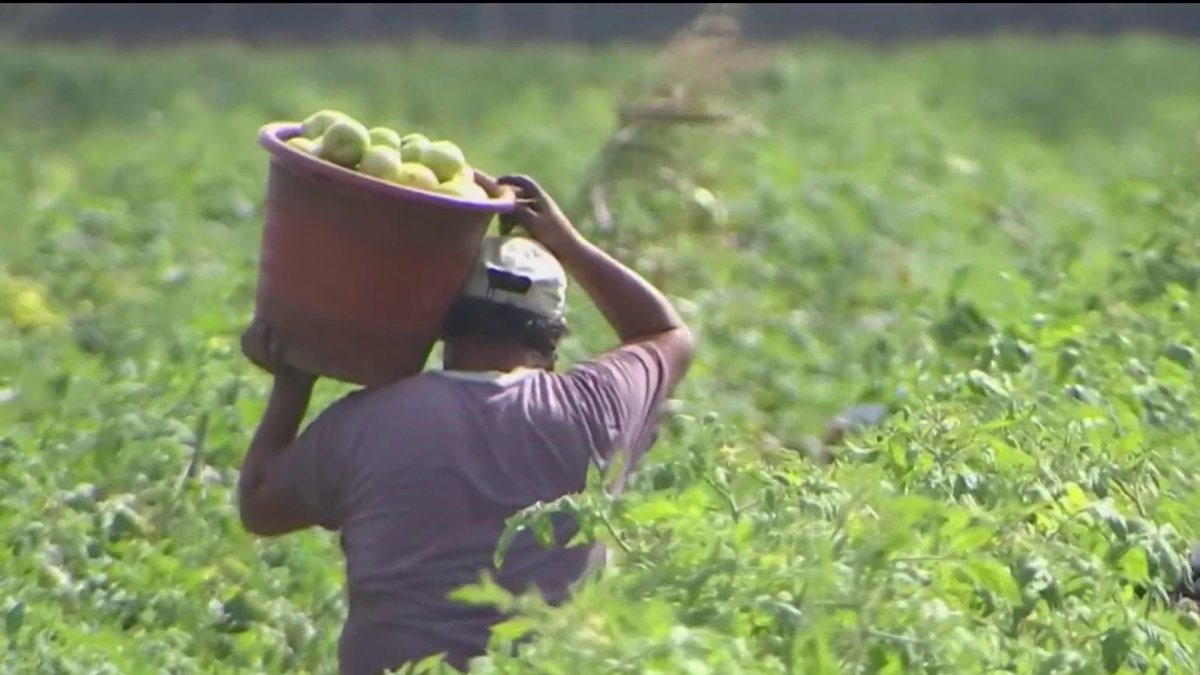 Temores en los campos de Florida por redadas de ICE Telemundo Miami (51)