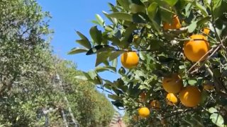 Productor de Florida construirá comunidad desde cero.