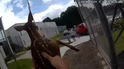 Bambi “se entrega” a la policía: video capta a  cervatillo intentando entrar a una cárcel