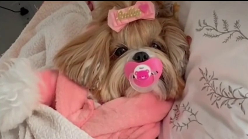 El debate sobre las mascotas y si es correcto tratarlas como ‘perrihijos’