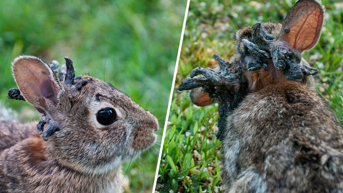 Tenacule Rabbits Hallan conejos con “cuernos” en Fort Collins: ¿son contagiosos ...