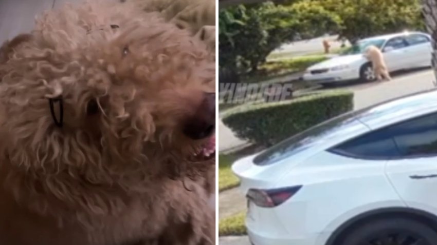 Viral video appears to show the heart-wrenching moments a dog is let out of a car before the driver pulls off, apparently abandoning the animal, in a Sweetwater neighborhood.