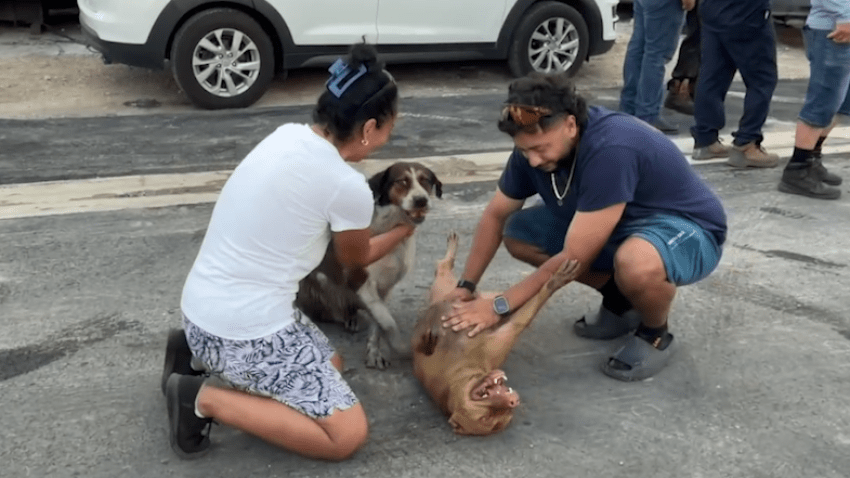 A family who lost their business when an enormous fire spread in Opa-locka shared an emotional reunion with the two lives the flames didn’t touch: their dogs.