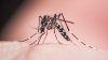 Broward reporta caso de dengue adquirido localmente: qué debes saber