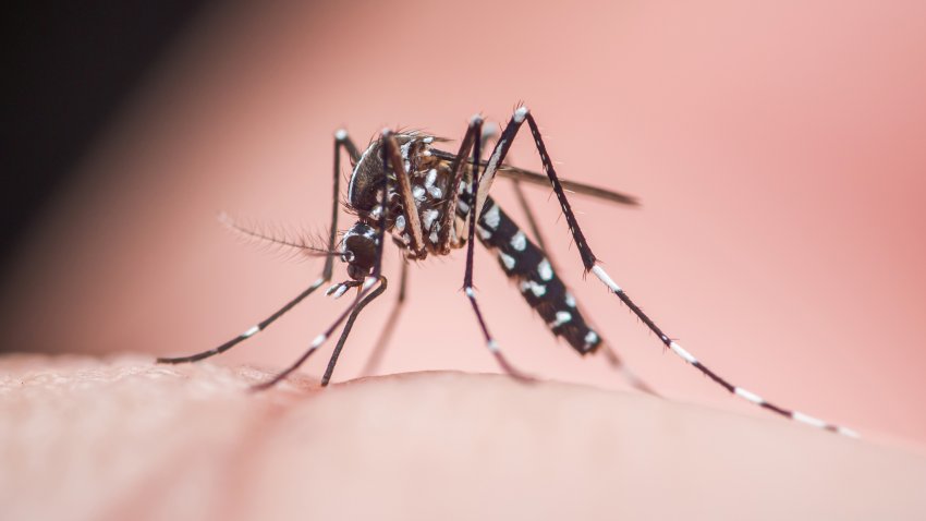 Asian tiger mosquito, scientifically known as aedes albopictus, is biting human skin, potentially transmitting dangerous diseases like dengue fever, zika virus, and chikungunya