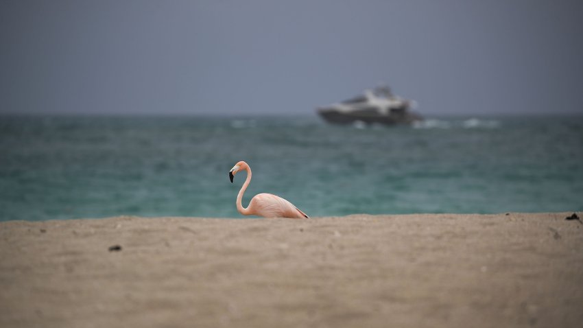 MIAMI BEACH, FL – MAY 17:  A lone pink flamingo is seen as it walks along Haulover Beach on May 17, 2018 in Miami Beach, Florida. Lifeguards on the beach said that the flamingo showed up on Saturday and has been hanging around since. Biologists say that it is unusual for the birds to fly solo and are keeping an eye on the bird in case it becomes distressed.  (Photo by Joe Raedle/Getty Images)