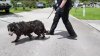 Mujer acusada de tener 36 perros Border Collie hacinados en una casa de Florida