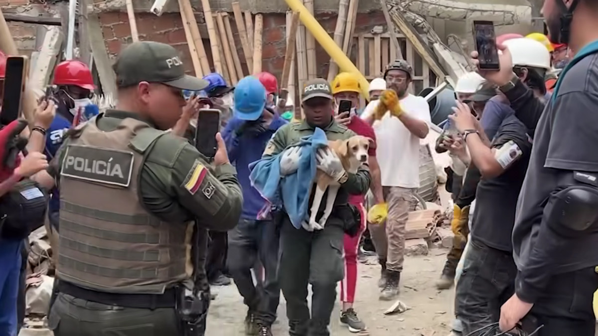 De rescatar personas a salvar mascotas: voluntarios no se detienen en Cali