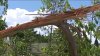 Familia aterrada: rayo destruye un árbol en casa de Miami-Dade