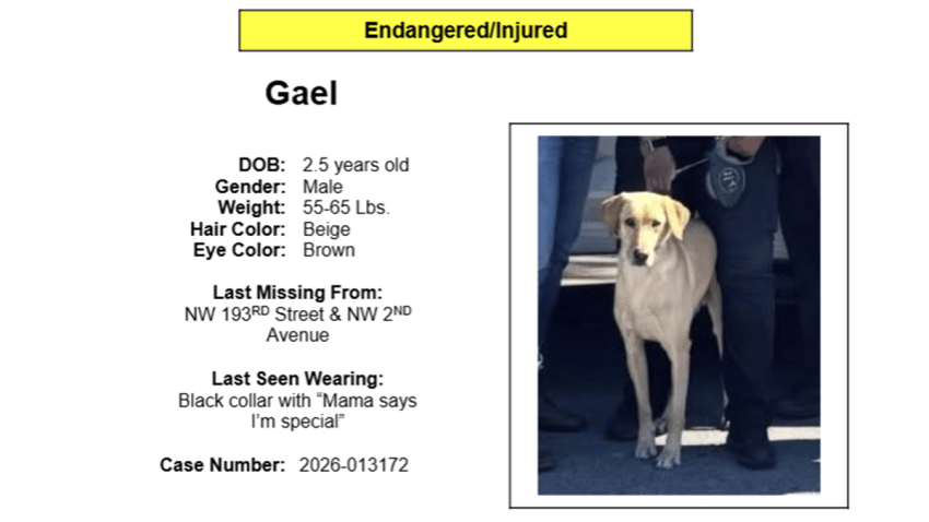 Missing flyer for K-9 Gael