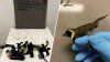 Segundo hombre acusado de intentar introducir aves de contrabando arrestado en el MIA esta semana