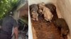 Agentes consternados al descubrir 19 perros en condiciones deplorables en casa de Miami Beach