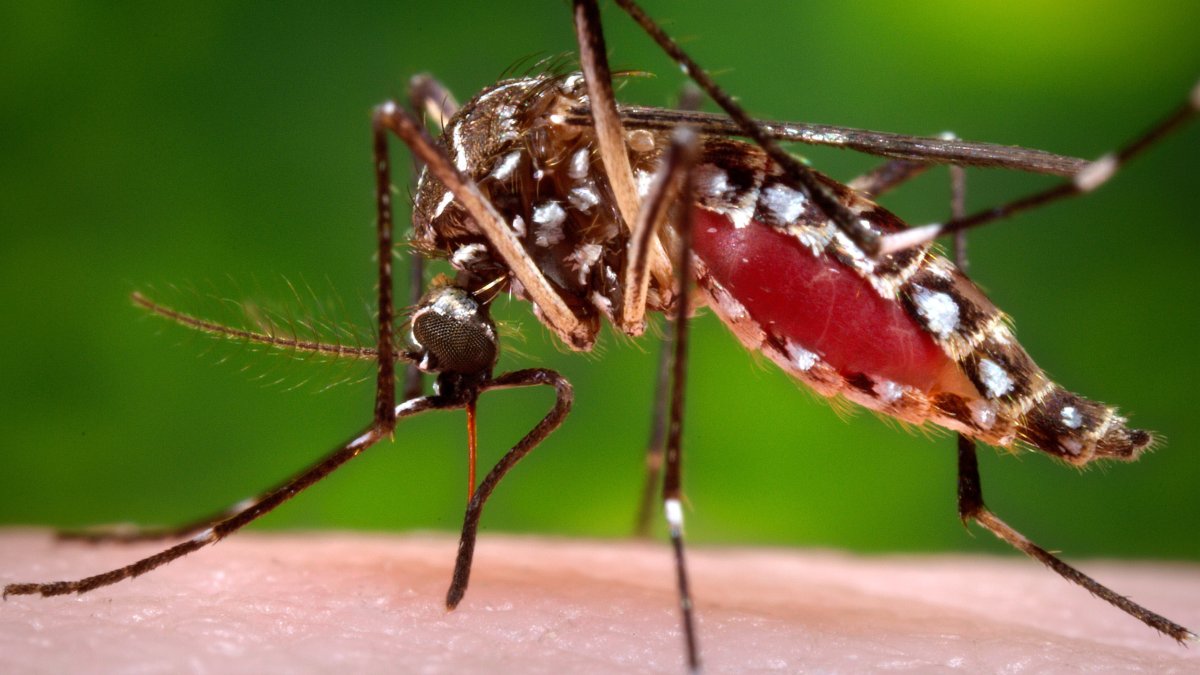 Florida has largest local dengue outbreak in decades, say officials