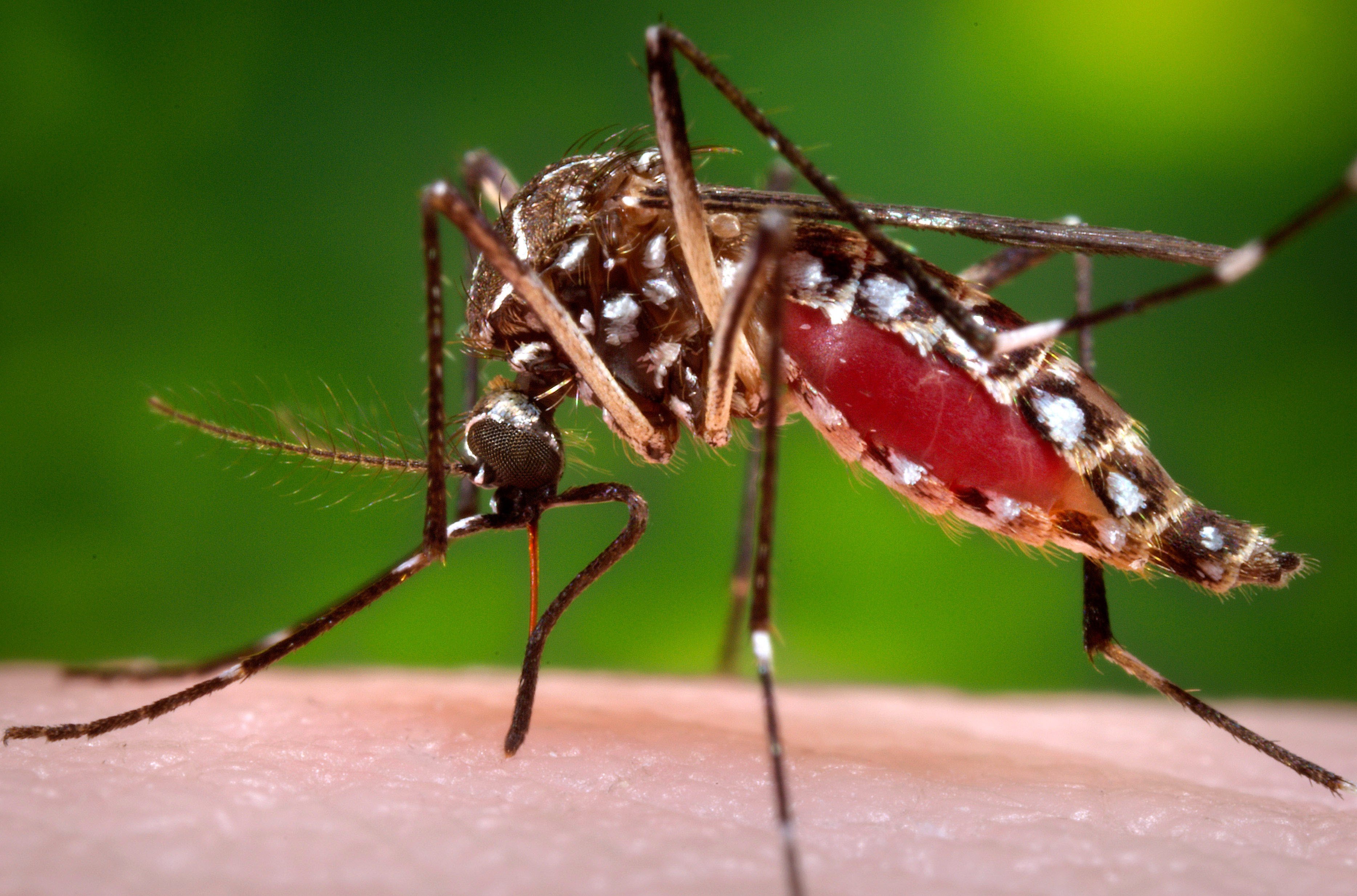 Florida reporta 485 casos de dengue en lo que va del año
