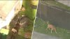 Una menor es hospitalizada tras ataque de un perro llamado 