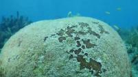La nueva enfermedad amenaza con destruir las colonias de corales de todo el sur de la Florida. Te contamos de qu&eacute; se trata y los riesgos.