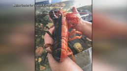 Pescador atrapa a increíble langosta de dos colores