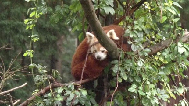 Osito panda escapa de un zoo en California