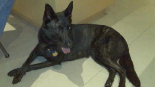 Policía asesina a mascota